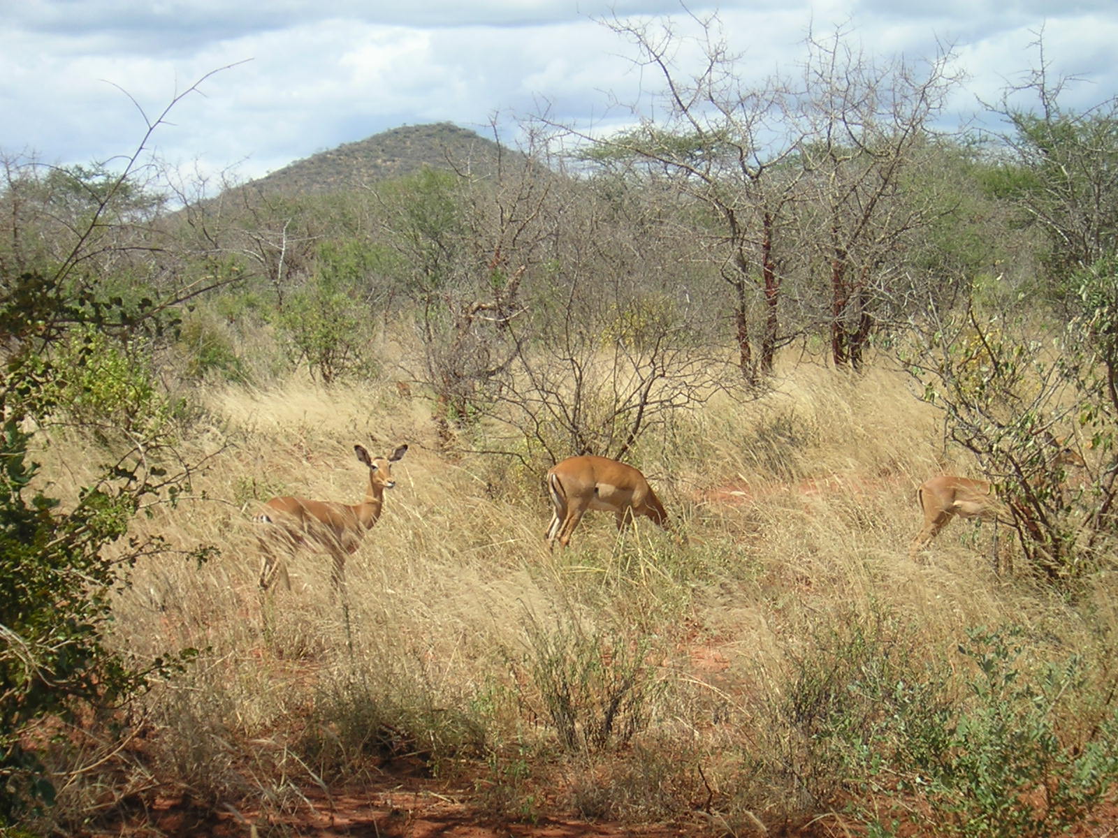 ./2006-06-2x-Kenya/DSCN1135.JPG