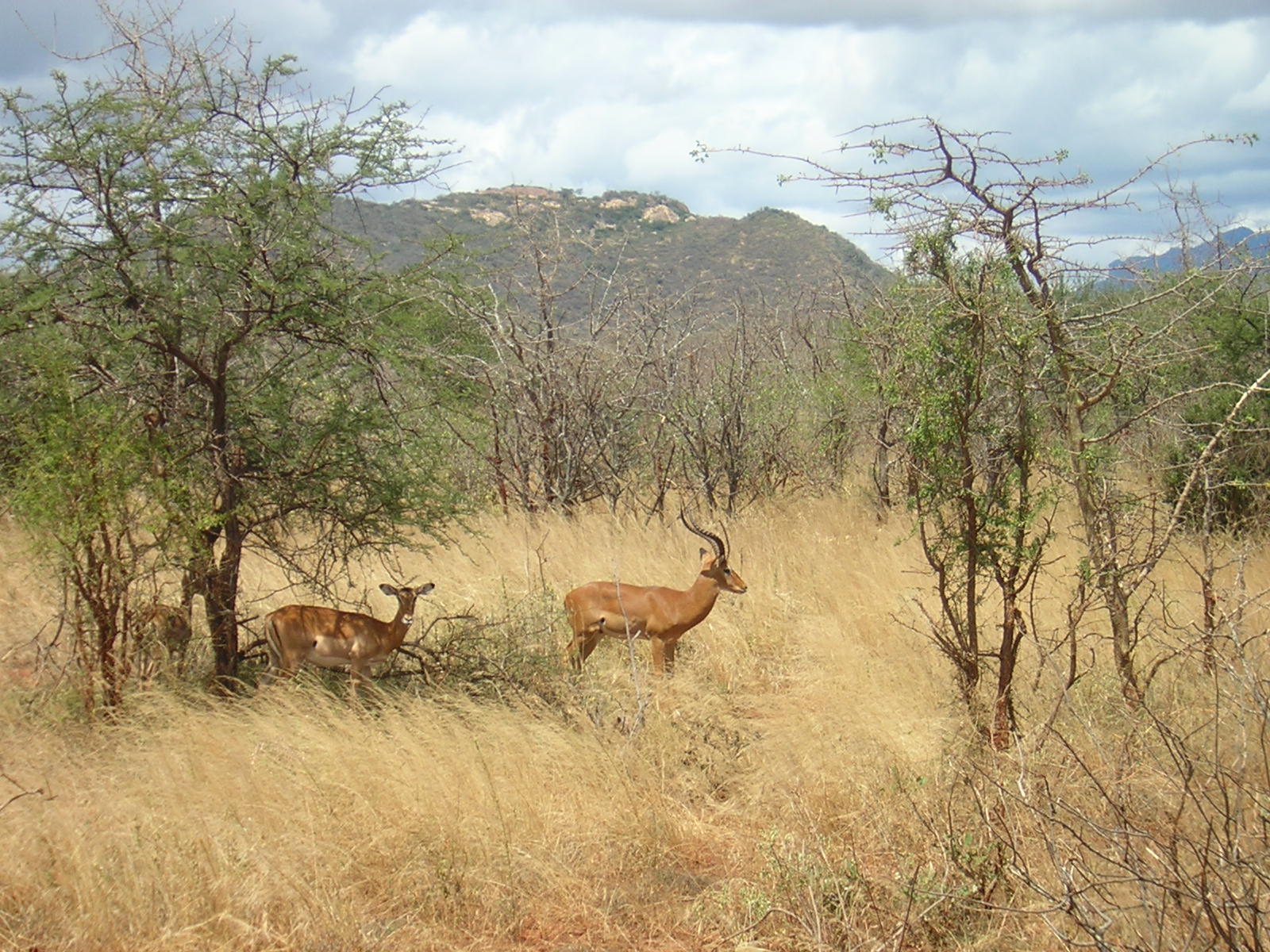 ./2006-06-2x-Kenya/DSCN1139.JPG