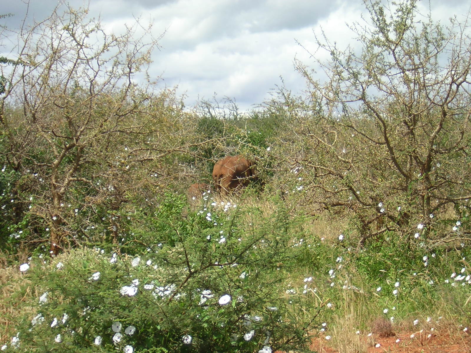 ./2006-06-2x-Kenya/DSCN1141.JPG