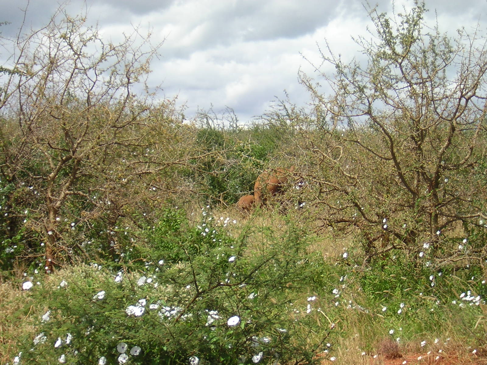 ./2006-06-2x-Kenya/DSCN1142.JPG