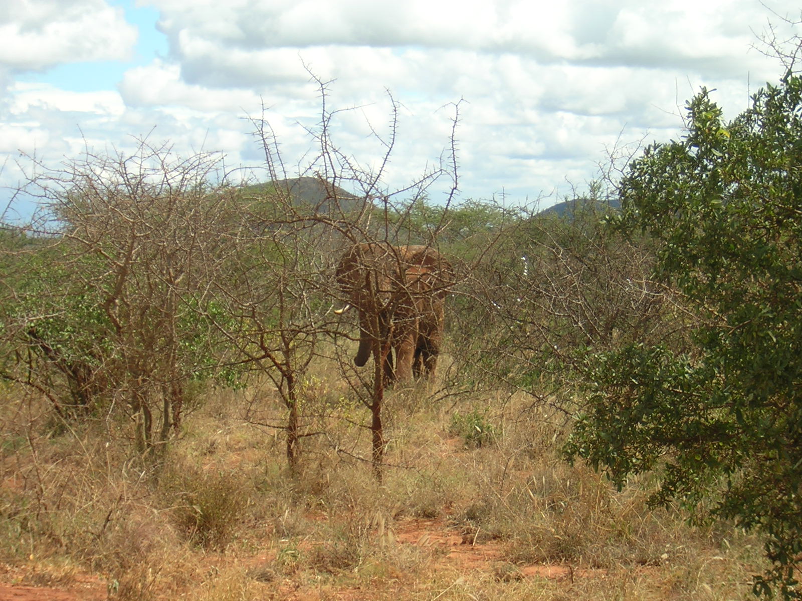 ./2006-06-2x-Kenya/DSCN1145.JPG