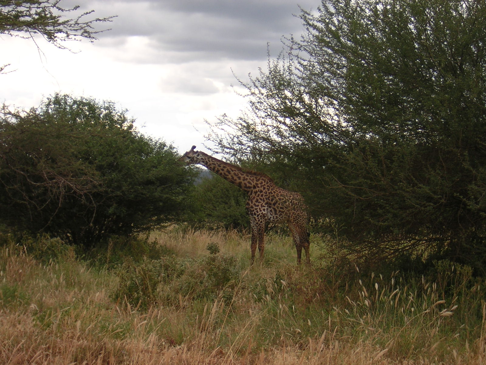 ./2006-06-2x-Kenya/DSCN1177.JPG