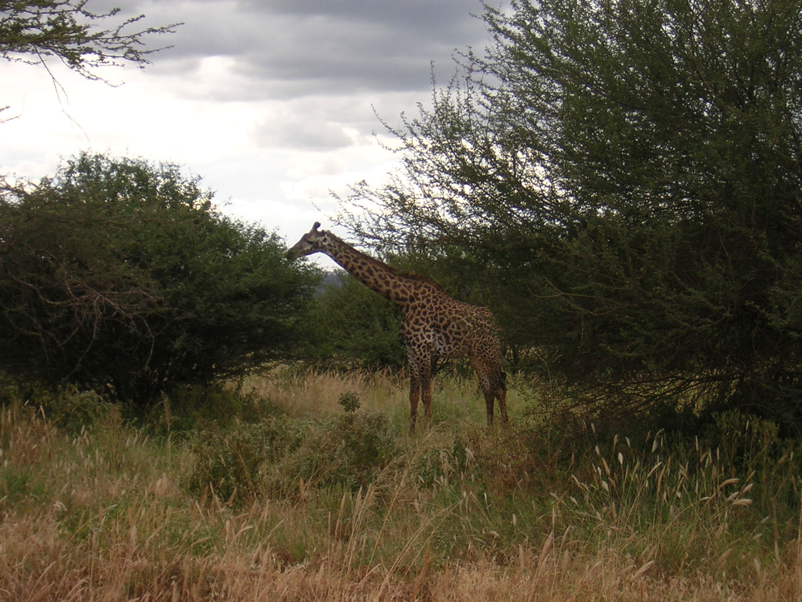 ./2006-06-2x-Kenya/DSCN1178.JPG