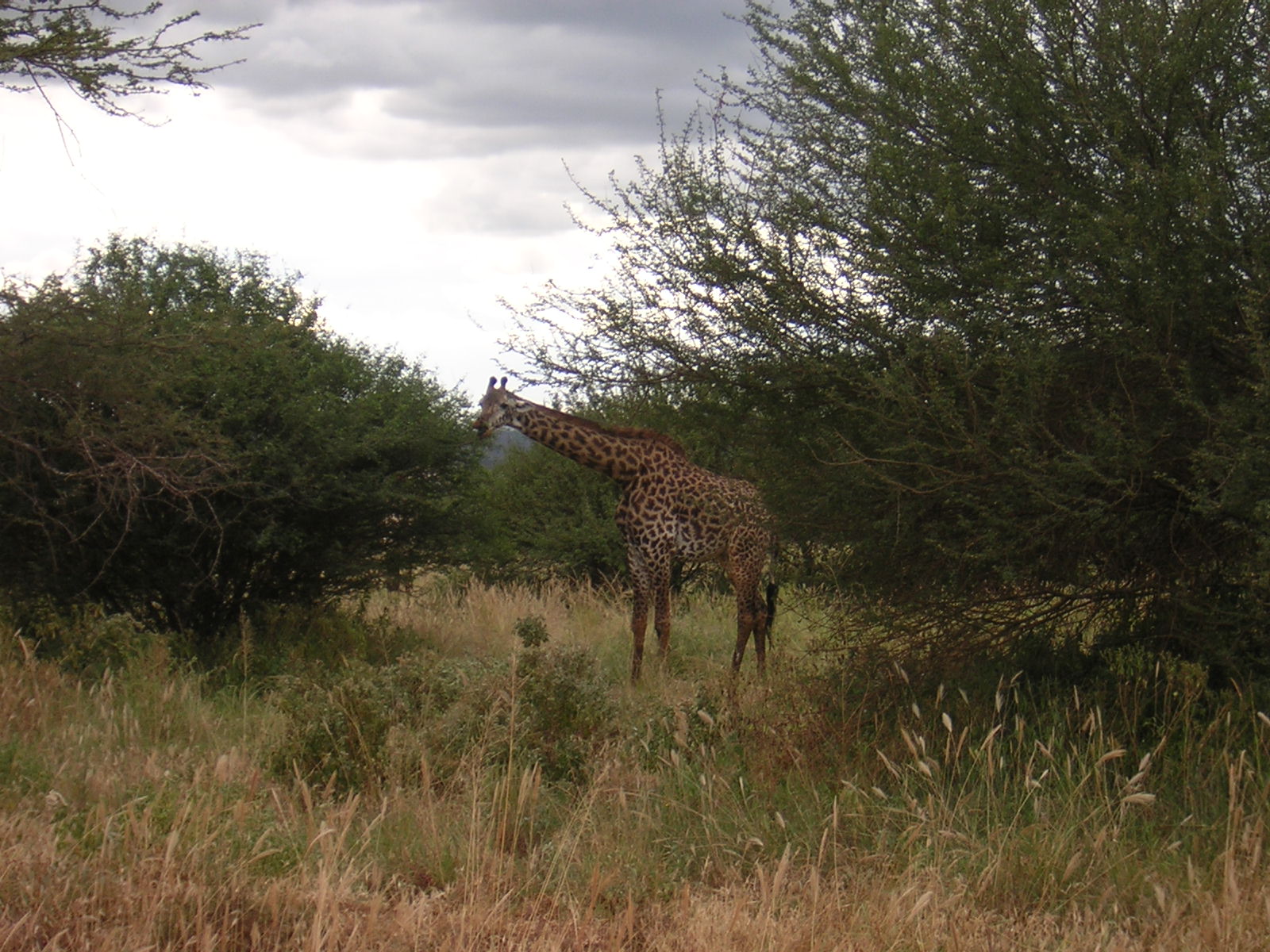 ./2006-06-2x-Kenya/DSCN1179.JPG