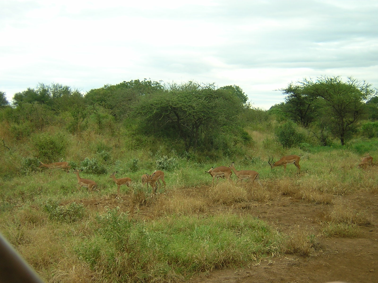 ./2006-06-2x-Kenya/DSCN1185.JPG