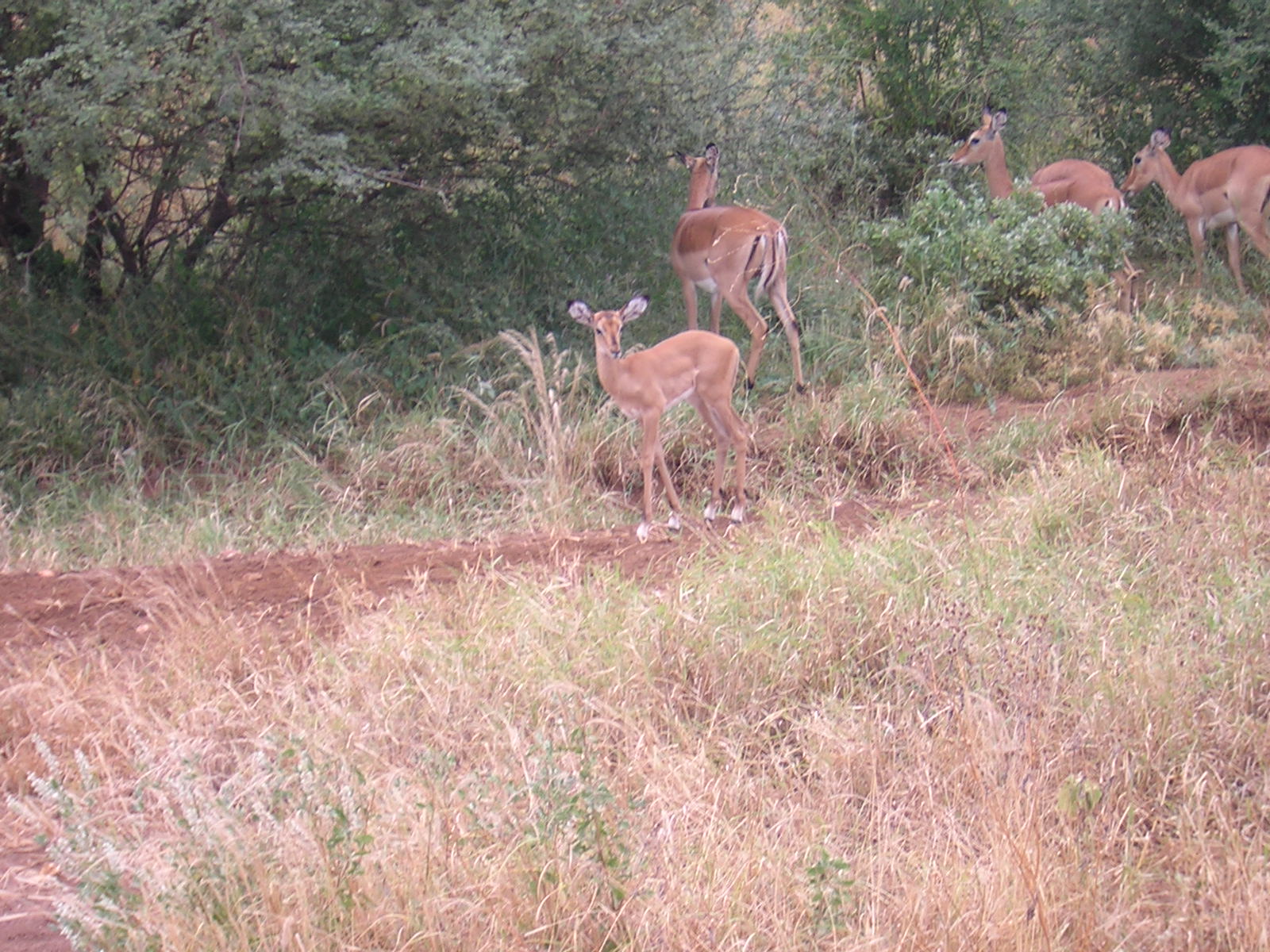 ./2006-06-2x-Kenya/DSCN1188.JPG