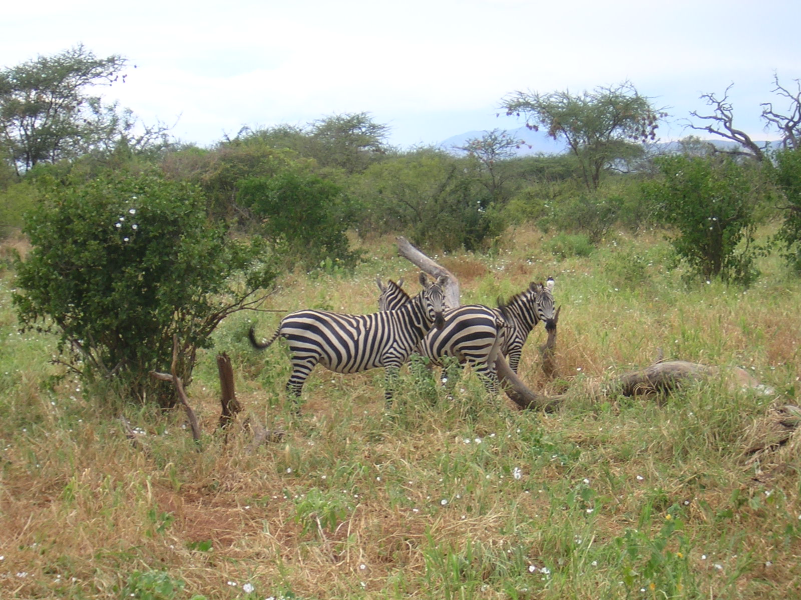 ./2006-06-2x-Kenya/DSCN1192.JPG