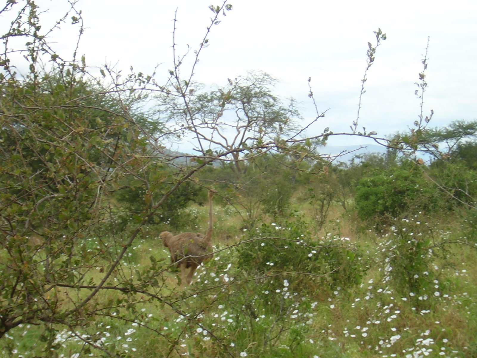 ./2006-06-2x-Kenya/DSCN1198.JPG