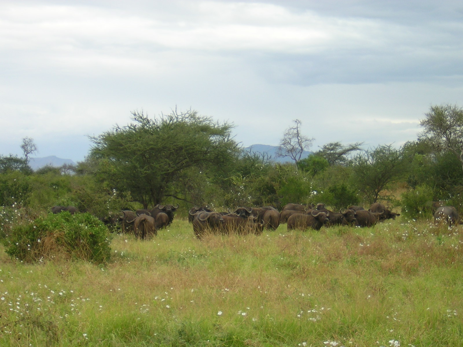 ./2006-06-2x-Kenya/DSCN1201.JPG