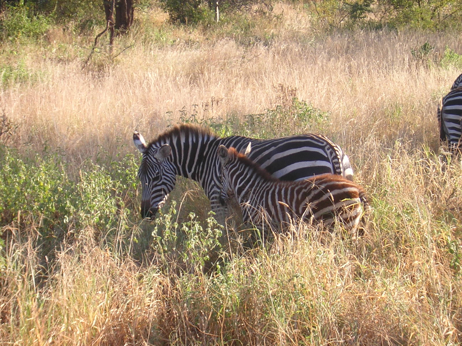 ./2006-06-2x-Kenya/DSCN1226.JPG