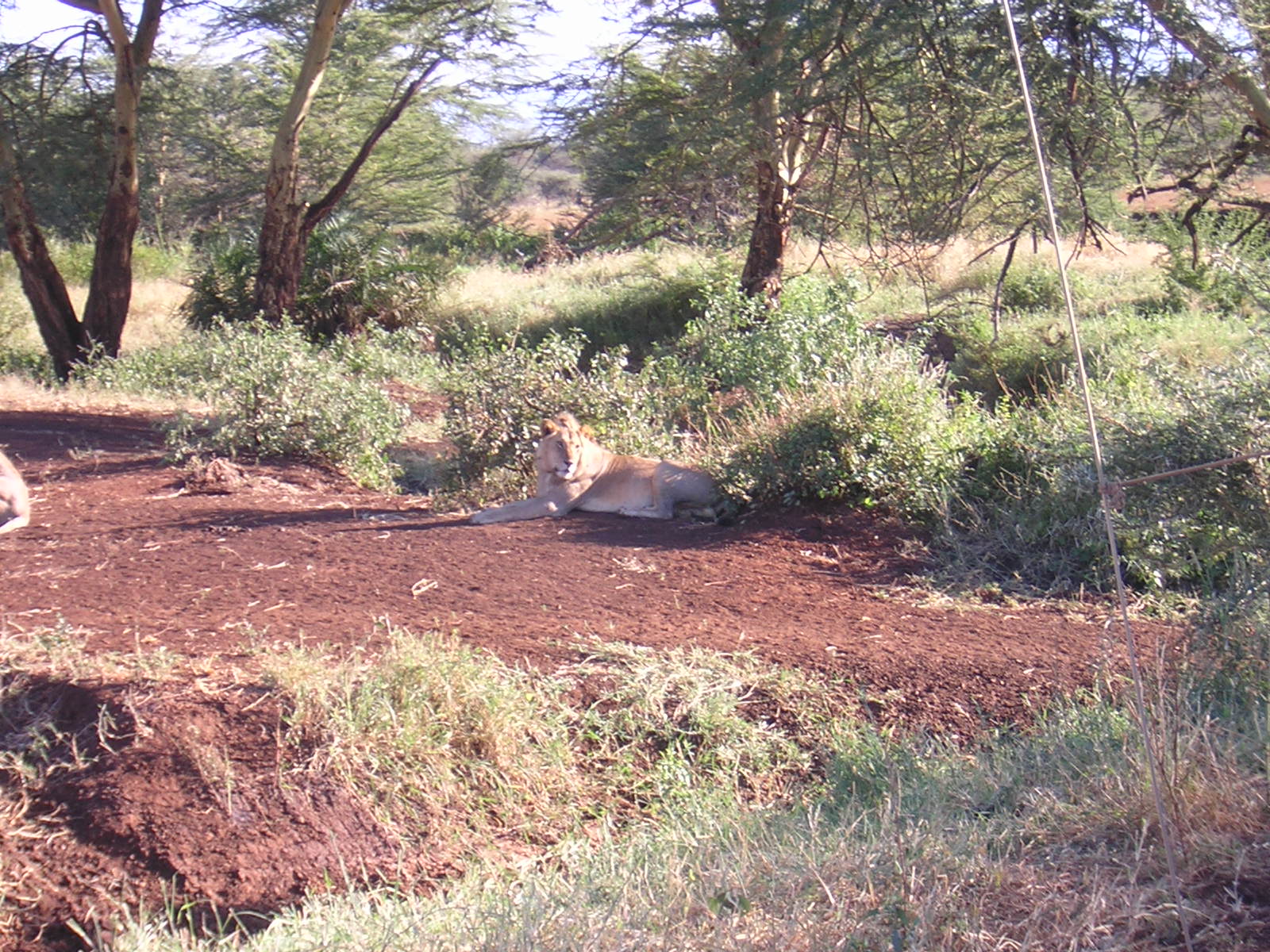 ./2006-06-2x-Kenya/DSCN1239.JPG