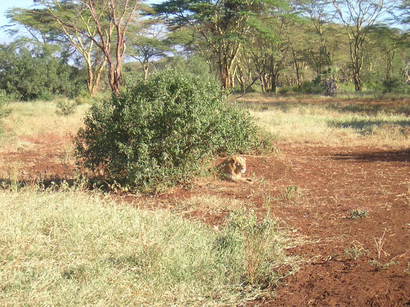 ./2006-06-2x-Kenya/DSCN1257.JPG