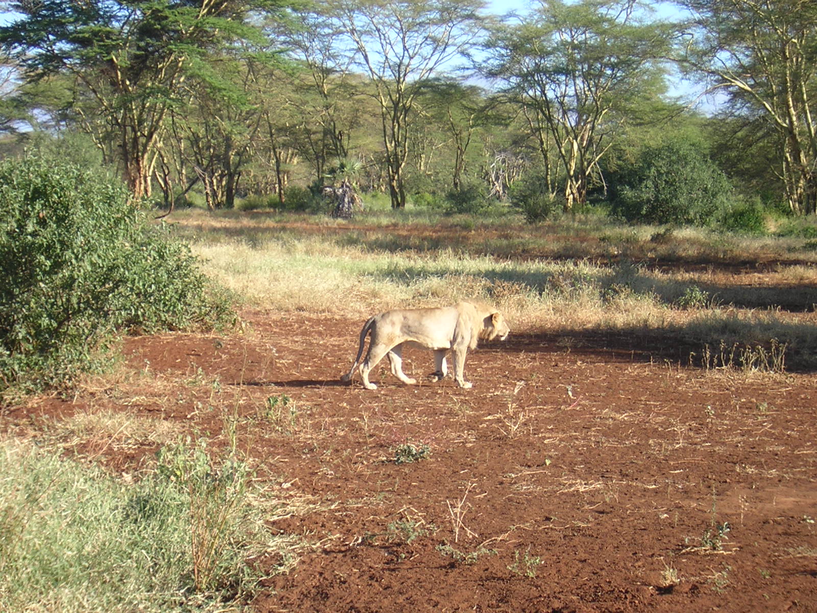 ./2006-06-2x-Kenya/DSCN1258.JPG