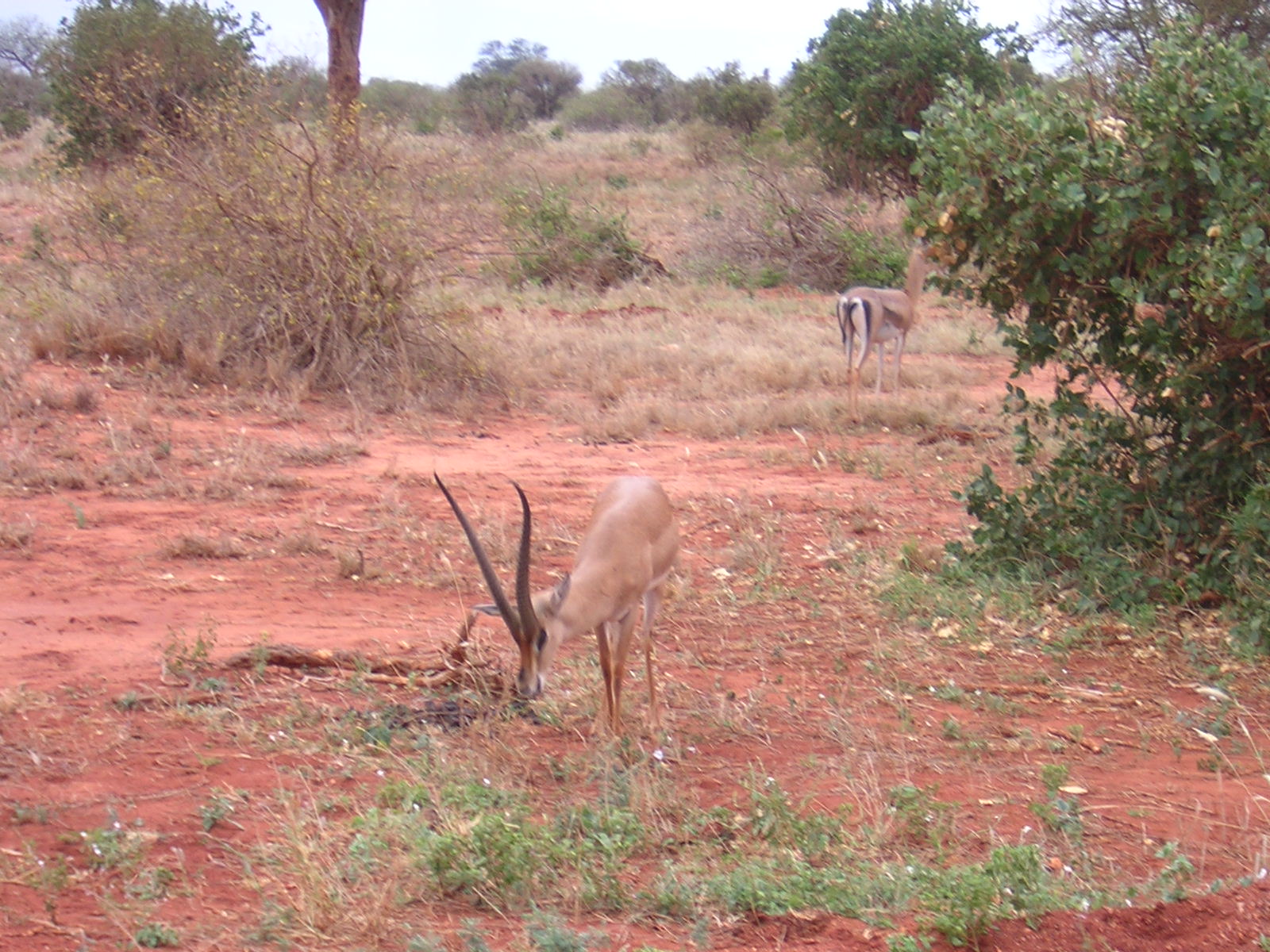 ./2006-06-2x-Kenya/DSCN1312.JPG