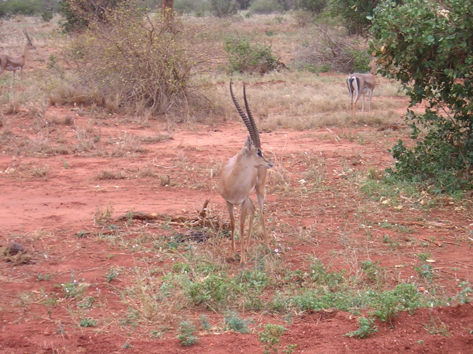 ./2006-06-2x-Kenya/DSCN1313.JPG